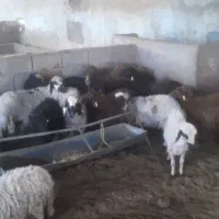 بره|حیوانات مزرعه|رفسنجان, |دیوار