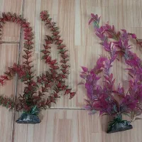 گیاه آکواریومی وارداتی