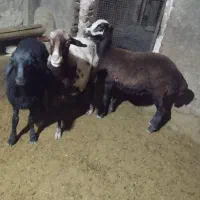 میشو بره با یک بره ماده