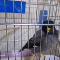 مرغ مینا سخنگو