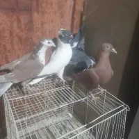 فروش چنتا کبوتر