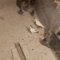 کفتر المانی فروشی پلاک دار و ساده پشت خاکستری