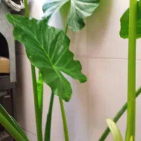 ۶ عدد گل با آدم چند ساله با ارتفاع نزدیک به ۲ متر|گل و گیاه طبیعی|تهران, ونک|دیوار