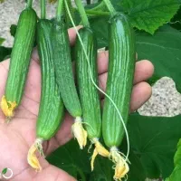 خیار خیارشوری درجه یک