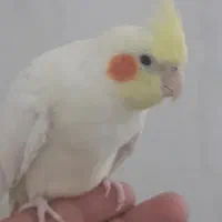 پرنده