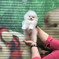 پامرانین سفید خرسی بوفیس درجه یک