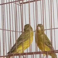 قناری سبز|پرنده|شیراز, شیشه‌گری|دیوار