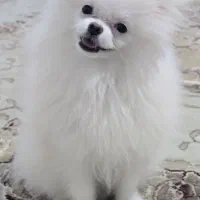 پامرخرسی اصیل و اصل