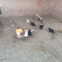 مرغ وخروس