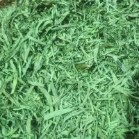 محصولات خانگی