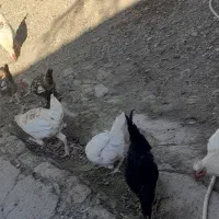 مرغ جوجه|حیوانات مزرعه|ماهیدشت, |دیوار