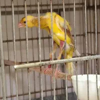 قناری ماده جیبکس کار داده