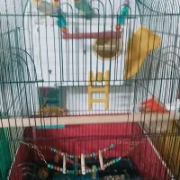 عروس کوتوله مرغ عشق فنچ با لوازم|پرنده|مشهد, طرق|دیوار