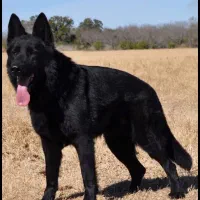 سگ ژرمن بلک