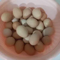 تخم مرغ محلی با بهترین خوراک