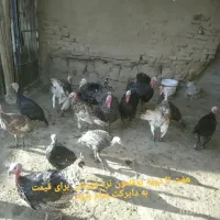 بوقلمون|حیوانات مزرعه|عطاملک, |دیوار