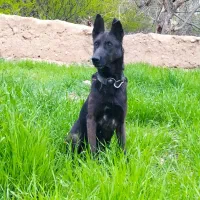 ماده مالینیوز