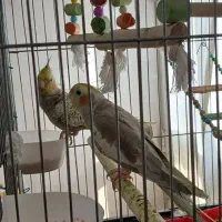عروس هلندی