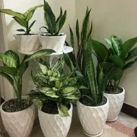 قرص کود|گل و گیاه طبیعی|فولادشهر, مسکن مهر فولادشهر|دیوار