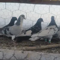 کبوتر رنگی پرشی|پرنده|شیروان (خراسان), |دیوار