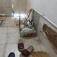 دو عدد خرگوش