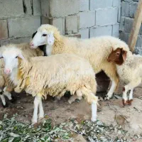 فروش چند عدد نری وقوچ شهری و چاق|حیوانات مزرعه|قشم, |دیوار