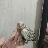 جوجه عروس هلندی نر شاه تخم|پرنده|پاکدشت, پاکدشت (مامازند)|دیوار