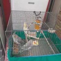 عروس هلندی جفت
