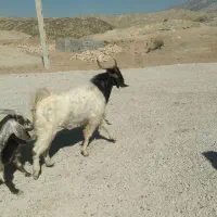 پازن جوان لنده