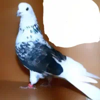 سوسکی نر