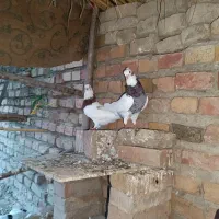 کبوتر|پرنده|آزادشهر, |دیوار