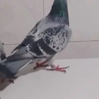 کبوتر|پرنده|خورموج, |دیوار