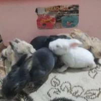 خرگوش خانگی درجه کوچک فقط صیصد هزار تومان