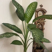 گل طبیعی و درختچه