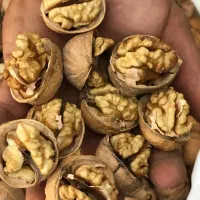 گردو پوست کاغذی چینی درصد بالا