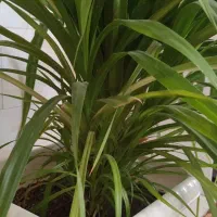 گل آپارتمانی|گل و گیاه طبیعی|شیراز, شهرک والفجر|دیوار