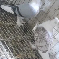 کبوتر تزیینی طاوسی