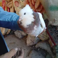 طوقی|پرنده|خرمشهر, |دیوار