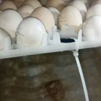 تخم مرغ