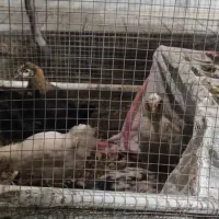 جوجه مرغ محلی|حیوانات مزرعه|سبزوار, ابوریحان|دیوار