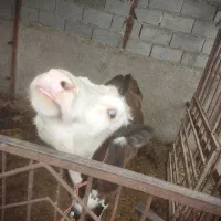 گوساله(سمینتال)گاو(هلشتاین)شیری