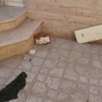 گربه|گربه|تربت‌حیدریه, آغوی|دیوار