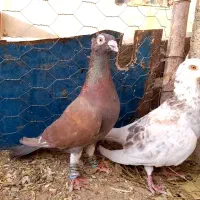 کفتر کاکلی سرخ زاغ قره مینا|پرنده|خواف, |دیوار