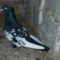 کبوتر رنگی
