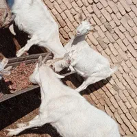 بز سانن اصل