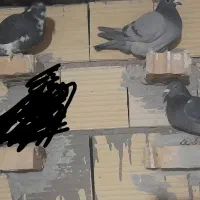 کفتر|پرنده|آباده, |دیوار