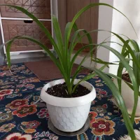 گل گندمی|گل و گیاه طبیعی|ساوه, |دیوار