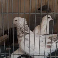 کفتر تهرونی به شرط پرش و بازی