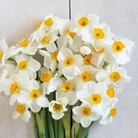 فروش گل نرگس درجه یک