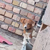 سگ پا کوتاه|سگ|تربت جام, میرقوام الدین|دیوار